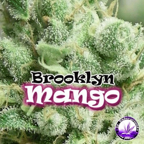 View Planta de marihuana