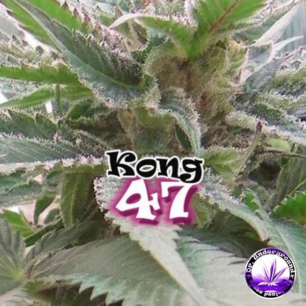View Planta de marihuana