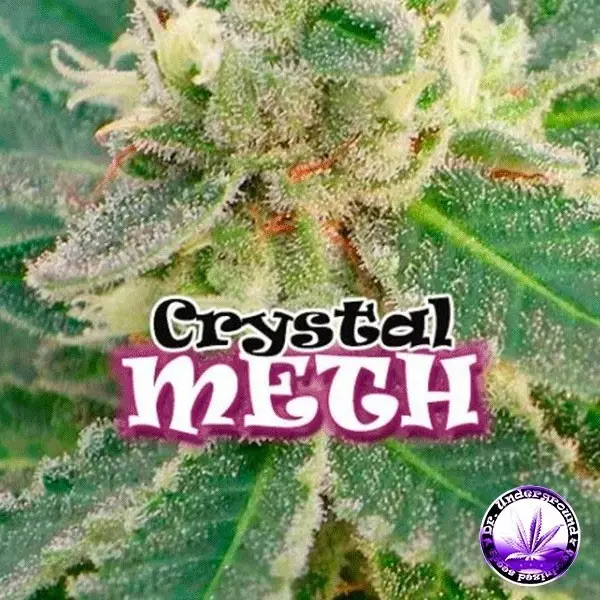 Sicht Planta de marihuana