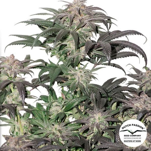 Bubba Island Kush Marihuana-Pflanze