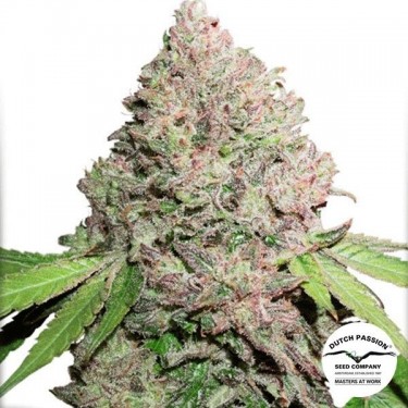 View CBD Charlotte's Angel planta de marihuana