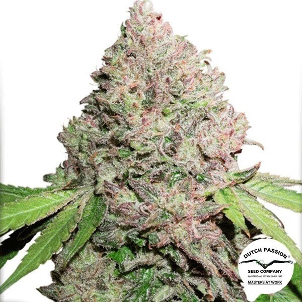View CBD Charlotte's Angel planta de marihuana