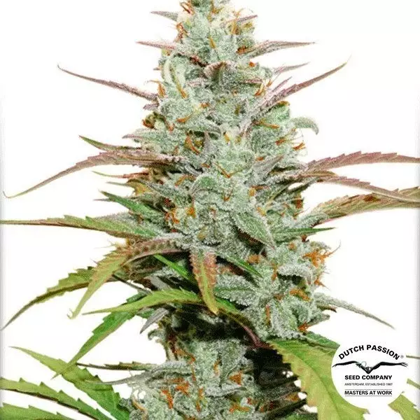 Sicht Planta de marihuana