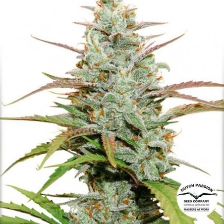 Planta de marihuana