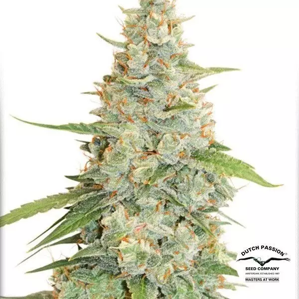 Sicht Planta de marihuana