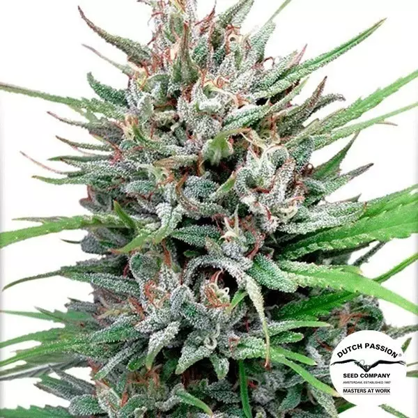 Sicht Semilla de marihuana