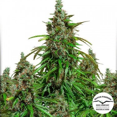 View Planta de marihuana