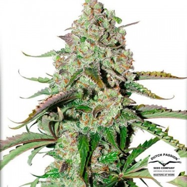 View Planta de marihuana