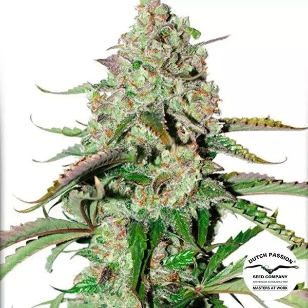 Sicht Planta de marihuana