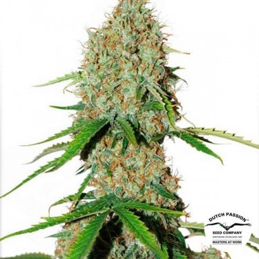 View Planta de marihuana