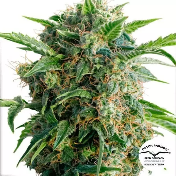 Sicht Planta de marihuana