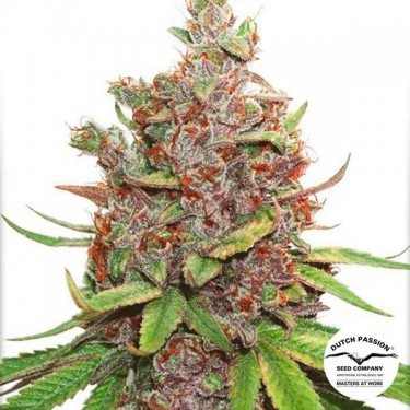 View Planta de marihuana
