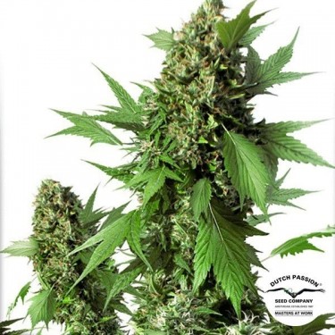 View Planta de marihuana