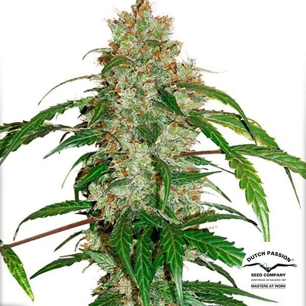 Auto CBD White Widow