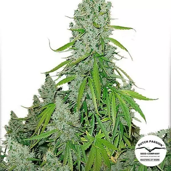 Sicht Planta de marihuana