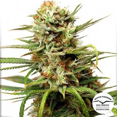 View Auto White Widow