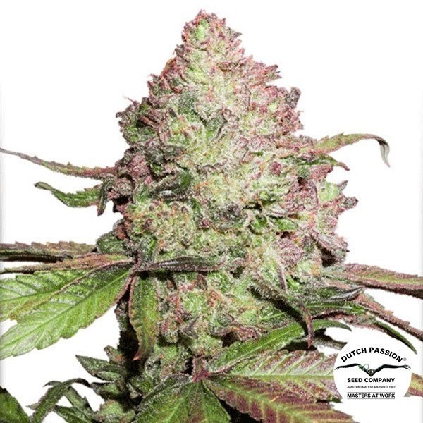 View Planta de marihuana