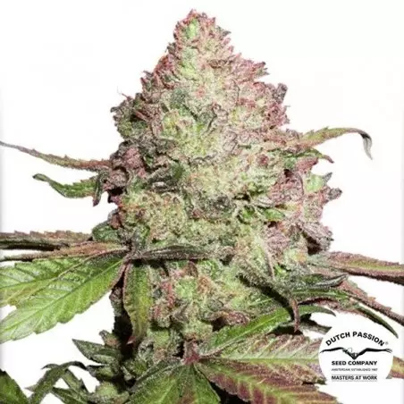 Planta de marihuana