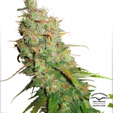 Planta de marihuana
