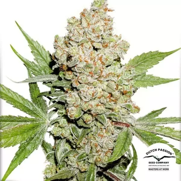 Sicht Planta de marihuana