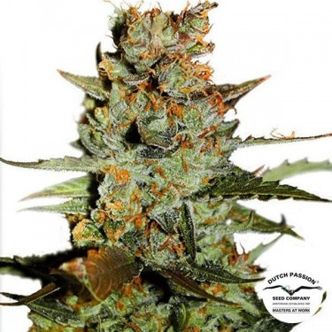 View Planta de marihuana