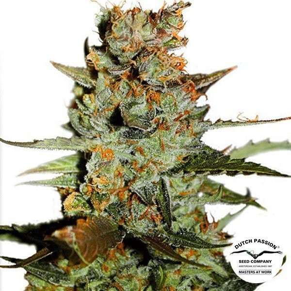 View Planta de marihuana