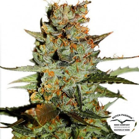 Planta de marihuana