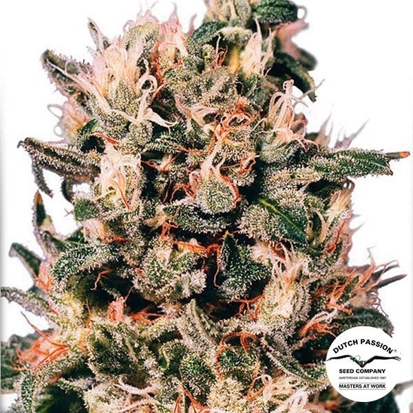 View Planta de marihuana
