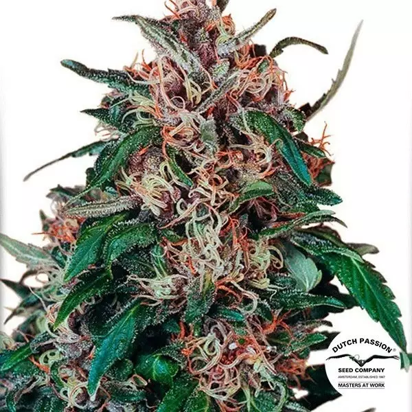 Sicht Planta de marihuana