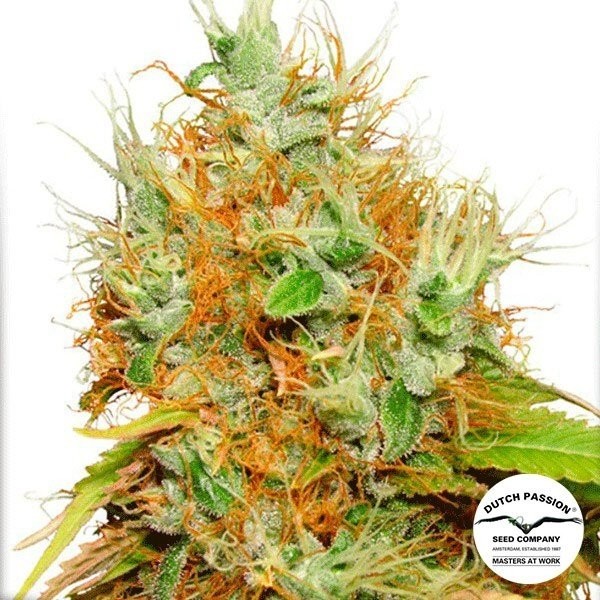 View Planta de marihuana