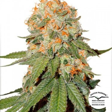 Planta de marihuana