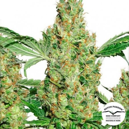Planta de marihuana