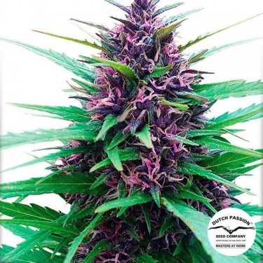 View Planta de marihuana