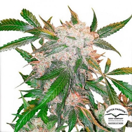 White Widow regular Dutch Passion