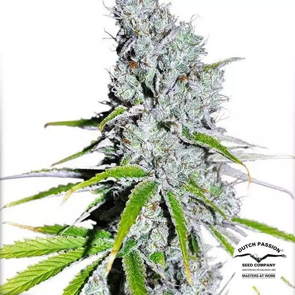 Sicht Planta de marihuana