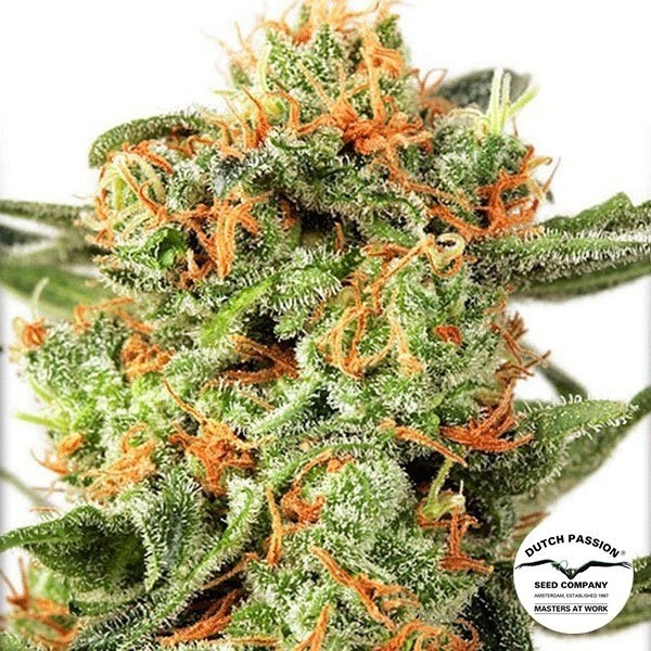 View Planta de marihuana