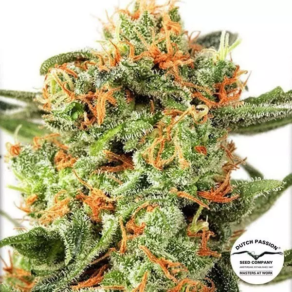 Sicht Planta de marihuana