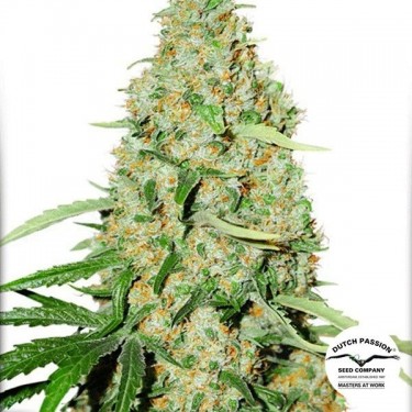 View Planta de marihuana