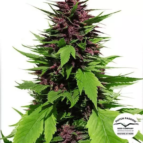 Sicht Planta de marihuana