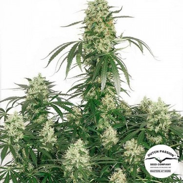 View Planta de marihuana