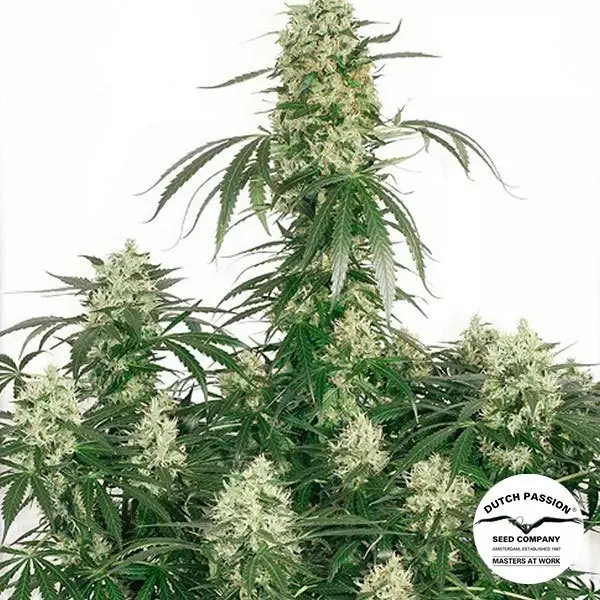 Sicht Planta de marihuana