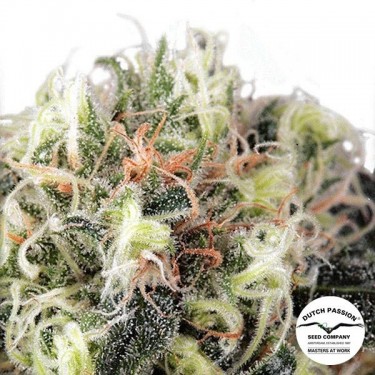 View Planta de marihuana