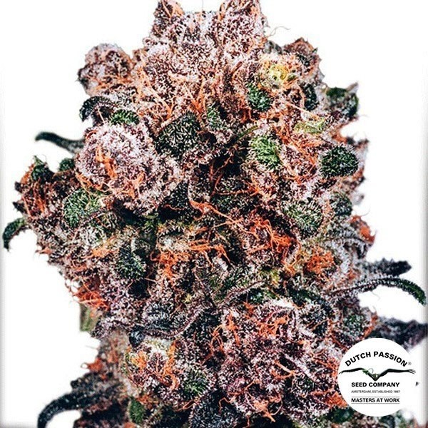 View Planta de marihuana