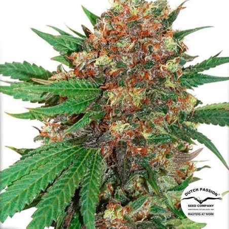 Masterkush