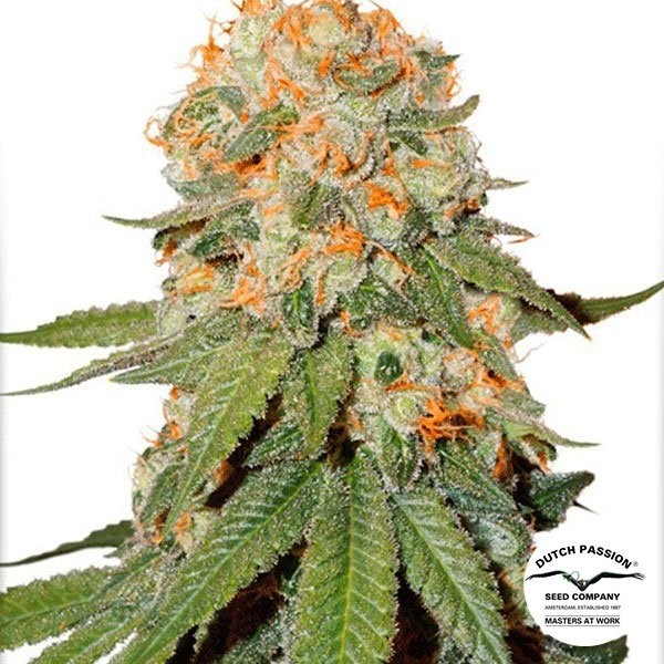 View orange bud Planta de marihuana