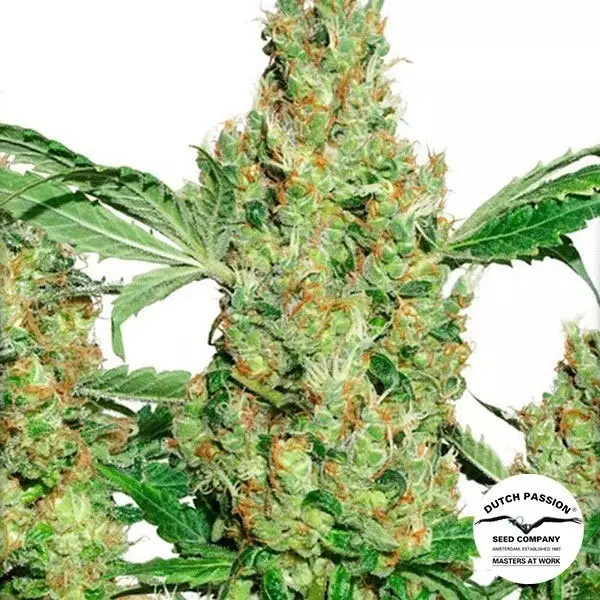 Sicht Planta de marihuana