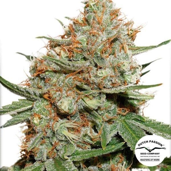View Skunk 11 planta de marihuana