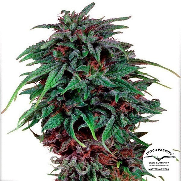 View Planta de marihuana