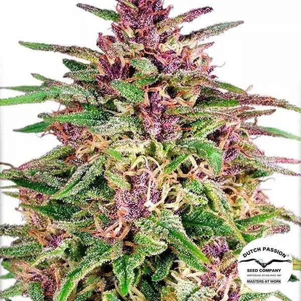 Sicht Semilla de marihuana