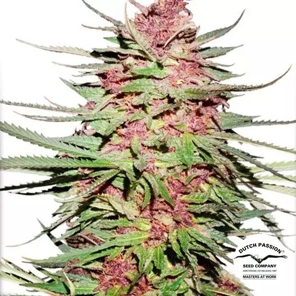 Sicht Semilla de marihuana